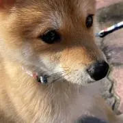 daisyの画像