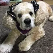 いっしー
