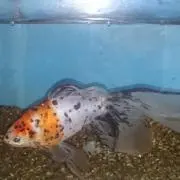 King