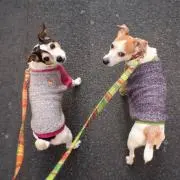 メルタムの画像