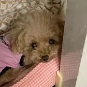 ファニー