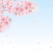 桜小町の画像