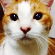 なおたんの画像