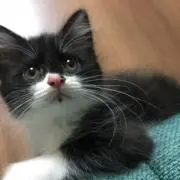 ちょこの画像