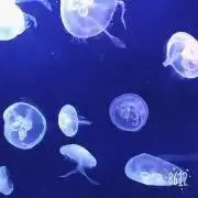 もぷしー