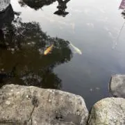 あの画像