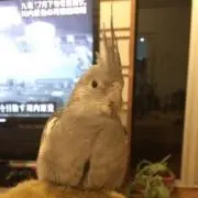 ベル