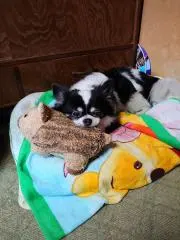 さゆぽん