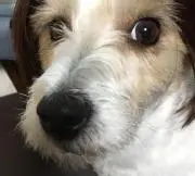 ふーみん