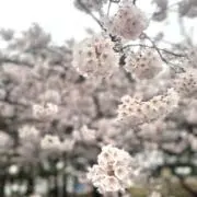 あーの画像