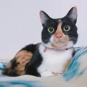 kokkyの画像