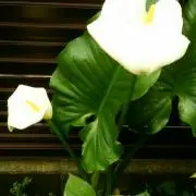 まりも14の画像