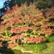 もみじの画像