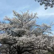 cikuの画像