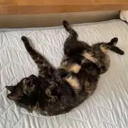 タカタカの画像