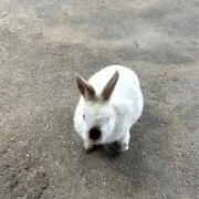 おぽんの画像