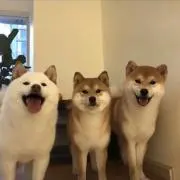 jackの画像