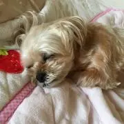 さや