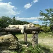 まの画像