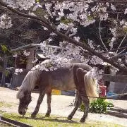 BlueStorm 〜 青嵐雑貨 龍祠の画像
