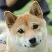 ひろわんの画像