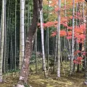toufumama