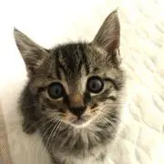 ちょまの画像