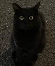 kiko