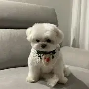 ぽの画像