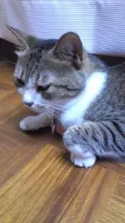 ちゃの画像