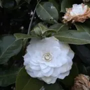 てむ