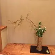 リリの画像