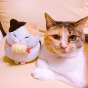 餅猫