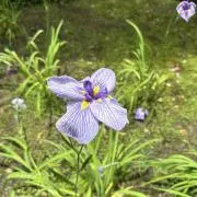 花の画像