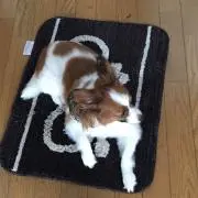 まっしゅ