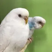 すずこ　(値下げ交渉✖️です)の画像