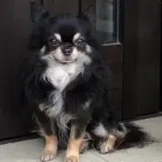 チョコ