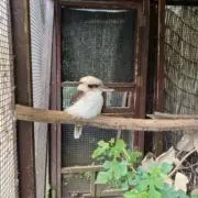 ぽんたんの画像