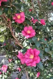 ➁リヤドロ 花飾りの白うさぎ 後ろ脚立ち 置物 インテリア