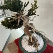 クッキーの画像
