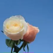 DLMの画像