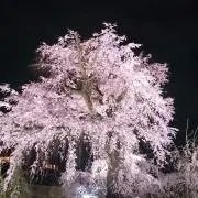 コニーの画像
