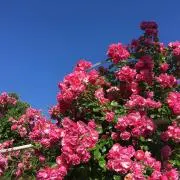 とみー※転載禁止※の画像