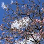 iizu.eの画像