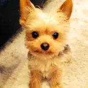 ふくたろうの画像