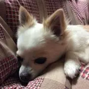 みるくの画像