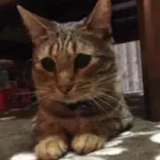 とりっぴー