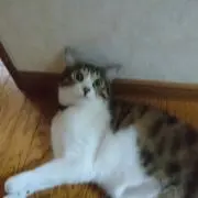 ツヅリ