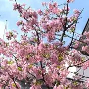 cherry（プロフご一読願います）の画像