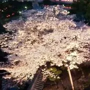 さくらこの画像